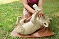 Zookeeper feeding baby lion