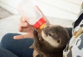 Zookeeper feeding baby otter Royalty Free Stock Photo