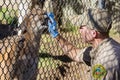 Zookeeper feeding the Florida panther Royalty Free Stock Photo