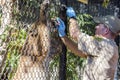 Zookeeper feeding the Florida panther Royalty Free Stock Photo