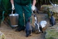 Zookeeper feeding the penguins Royalty Free Stock Photo