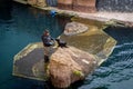 A zookeeper feeding young african fur seal (Arctocephalus) at the pool in the zoological garden.