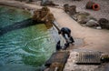 A zookeeper feeding young african fur seal (Arctocephalus) at the pool in the zoological garden.