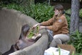 Zookeeper Feeds Hippo Royalty Free Stock Photo