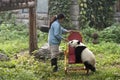 Zookeeper, Giant Panda Bear Cub, Beijing China Zoo Royalty Free Stock Photo