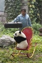 Zookeeper, Giant Panda Bear Cub, Beijing China Zoo Royalty Free Stock Photo