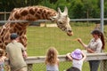 A zookeeper hand-feeding a giraffe