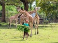 A zookeeper preparing to feed a giraffe,Calauit Safari, Palawan, Philippines.Nov 15,2018