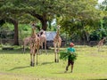 A zookeeper preparing to feed a giraffe,Calauit Safari, Palawan, Philippines.Nov 15,2018