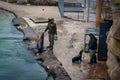 Zookeepers feeding young african fur seals (Arctocephalus) at the pool in the zoological garden. Royalty Free Stock Photo