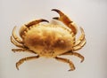 Zoological Darwin Museum. A large land crab. Dried Scarecrow. Type arthropods.