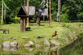 Zoological park in Brazil with macaco-prego amarelo (Black-striped capuchin Royalty Free Stock Photo