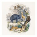 Zoological vintage illustration wall art print and poster design remix from original artwork