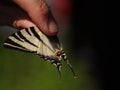 A zoologist carefully holding the scarce swallowtail Iphiclides podalirius