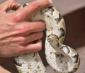 Zoologist holding python with visible scales Royalty Free Stock Photo