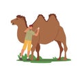 Zoologist Male Character Listen Heart Of Camel With Stethoscope. Veterinarian Doctor Care and Observe Animals