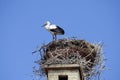 Zoology, Birds, Stork Royalty Free Stock Photo