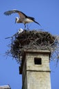 Zoology, birds Royalty Free Stock Photo