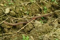 Zoology, earth worm Royalty Free Stock Photo