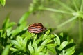 Zoology, Insect Royalty Free Stock Photo