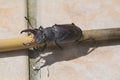 Zoology, Insects, Stag Beetle Royalty Free Stock Photo