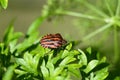 Zoology, Insects, Bug Royalty Free Stock Photo