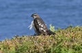 Zoology, Birds, Sparrowhawk Royalty Free Stock Photo