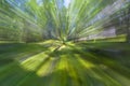 Zoom blur shadows and deep irainforest on mossy forest floor Royalty Free Stock Photo