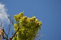 Zoom on a Chestnuts tree in the blue sky Royalty Free Stock Photo