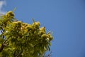 Zoom on a Chestnuts tree in the blue sky Royalty Free Stock Photo