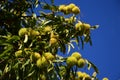 Zoom on a Chestnuts tree in the blue sky Royalty Free Stock Photo
