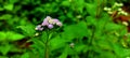 Closeup view angle, nature wildflower purple Royalty Free Stock Photo