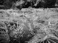Zoom on coniferous plants in black and white Royalty Free Stock Photo