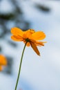 Zoom at Cosmos orange flowers