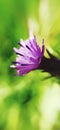 Zoom detail of electric lilac wild flower bud against defocused green background