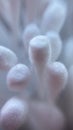 zoom effect cotton wool Royalty Free Stock Photo