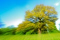 Zoom Effect Motion Blur of a Tree in a Field of Buttercups