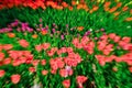 Zoom focus effect Tulip colorful Royalty Free Stock Photo