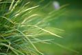 Zoom on fresh grass growing on a field or park on a sunny day. Long, untrimmed lawn in need of a cut or maintenance Royalty Free Stock Photo