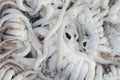 Fresh squid in the market Royalty Free Stock Photo
