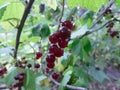 Ripe redcurrant berry