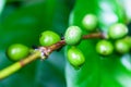 Zoom green arabicas coffee beans Royalty Free Stock Photo