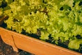 Zoom Green Lettuce in Long Plant Pots with Natural Light in Vintage Tone