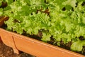 Zoom Green Lettuce in Long Plant Pots with Natural Light