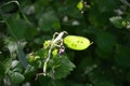 Zoom on a green Lunaria plante