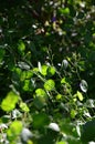 Zoom on a green Lunaria plante Royalty Free Stock Photo