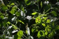 Zoom on a green Lunaria plante