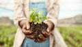 Zoom into hands of a farmer holding dirt. Closeup on hands of a farmer holding soil. Farmer holding sprouting seedling