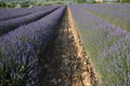 Lavenders in the south of france, provence,sault Royalty Free Stock Photo