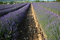 Lavenders in the south of france, provence,sault Royalty Free Stock Photo